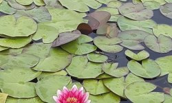 obchodna akademia martin